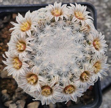 Mammillaria egregia